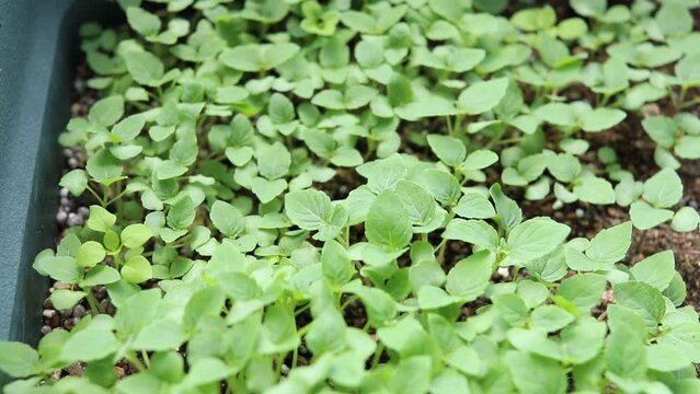 屋外の風にそよぐ日本の大葉の苗