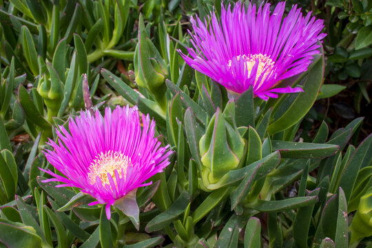 Deep pink flowers of the hottentot fig ice plant also Carpobrotus edulis, ground covering plant.