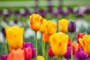 Easter themed spring tulip garden