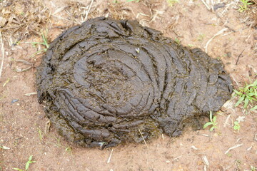 cow dung on the ground