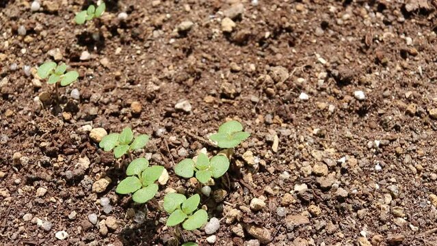 屋外の風にそよぐ日本の大葉の苗
