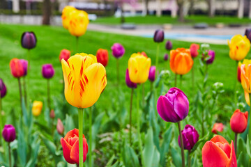 Garden full of all colors of spring tulip flowers