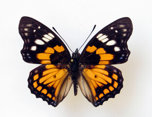 Butterfly isolated on white. Orange black nice butterfly Sephisa chandra macro. Collection butterflies, Nymphalidae, Lepidoptera, Entomology