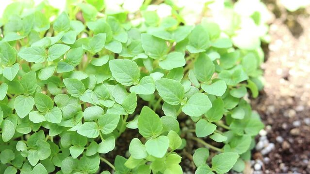 屋外の風にそよぐ日本の大葉の苗
