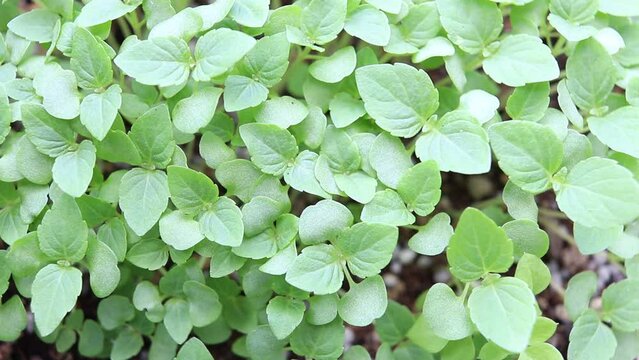屋外の風にそよぐ日本の大葉の苗
