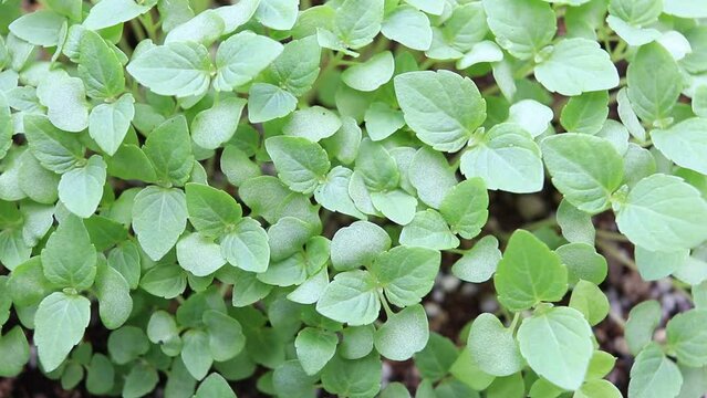 屋外の風にそよぐ日本の大葉の苗

