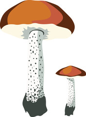  Autumn Mushrooms isolated Vector illustration on white background.