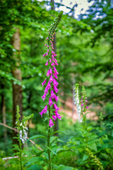 In den Nordvogesen bei Niederbronn-les-Bains
