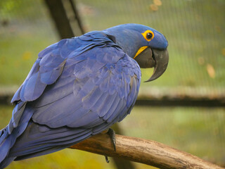 Hyacinth macaw (Anodorhynchus hyacinthinus), or hyacinthine macaw, is a parrot seated on wood log in park