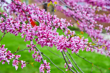 Flowering cherry tree in midwest during peak spring in detail