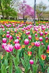Detail of field of pink and red spring tulips at city park