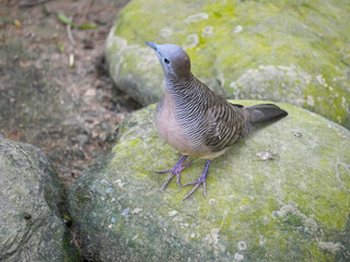 Lemon dove or cinnamon dove (Columba larvata) is a species of bird in the pigeon family Columbidae found in montane forests of sub-Saharan Africa seated on stone