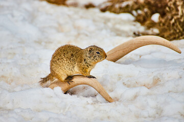 Ground squirrel resting on antlers with ground covered in snow
