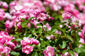 Fototapeta na wymiar Flowers. Pink flowers with background flowers of different colors in the park of the Rosaleda del Parque del Oeste in Madrid. Background full of colorful flowers. Spring print. In Spain. Europe. Photo