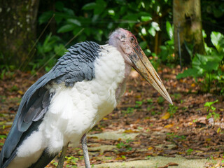 Lesser adjutant stork (Leptoptilos javanicus) is a large wading bird in the stork family Ciconiidae roaming in park