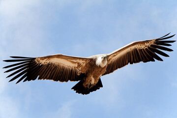 Condor