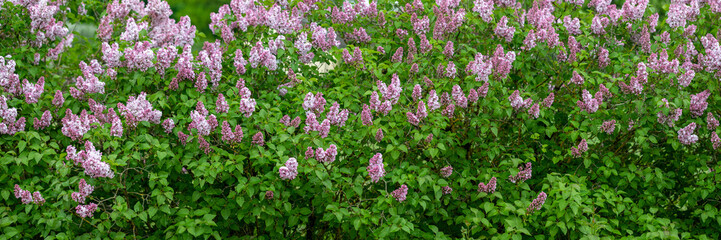 Lilac flowers bloom branch panorama
