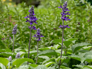 flowers in the garden