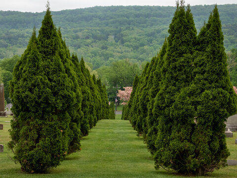 trees in the garden and green way. 