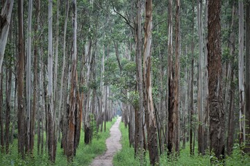deep forest of eucalyptus