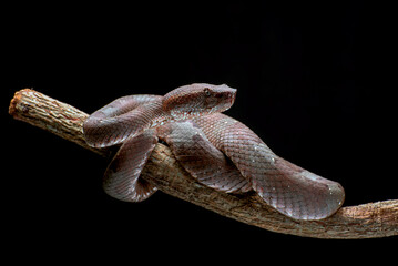 The Flat nose pit viper in the black background