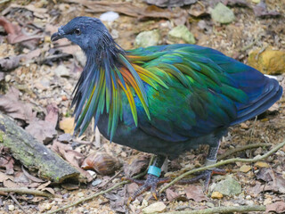 Nicobar pigeon (Caloenas nicobarica) is a bird found on small islands and in coastal regions from the Andaman and Nicobar Islands, India roaming in Park