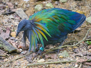 Nicobar pigeon (Caloenas nicobarica) is a bird found on small islands and in coastal regions from the Andaman and Nicobar Islands, India roaming in Park
