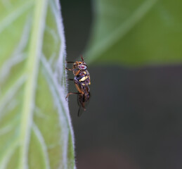 Fototapeta premium Macro small Drosophila melanogaster on leaf