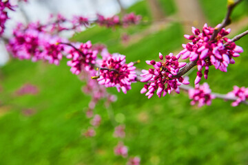 Detail of pink flowers on cherry tree branch in spring
