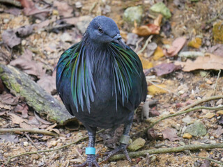 Nicobar pigeon (Caloenas nicobarica) is a bird found on small islands and in coastal regions from the Andaman and Nicobar Islands, India roaming in Park