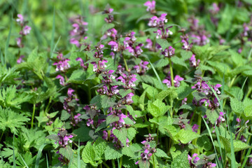Fototapeta premium Lamium - Flowering grass yasnitka in a meadow in spring