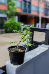 Mini bonsai tree in the flowerpot on bonsai stand a natural background - 507469419