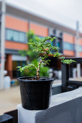 Mini bonsai tree in the flowerpot on bonsai stand a natural background - 507469420