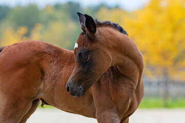 Young pretty arabian horse foal looks back, portrait closeup
