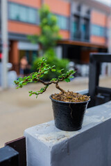 Mini bonsai tree in the flowerpot on bonsai stand a natural background