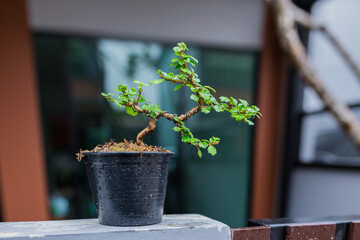 Mini bonsai tree in the flowerpot on bonsai stand a natural background - 507469430