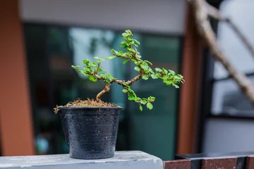 Rolgordijnen Mini bonsai tree in the flowerpot on bonsai stand a natural background © akkalak