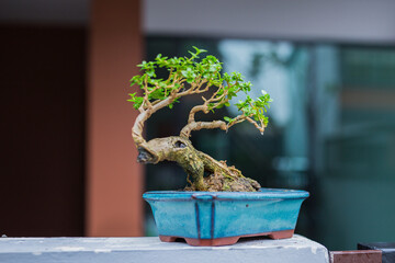 Mini bonsai tree in the flowerpot on bonsai stand a natural background - 507469436