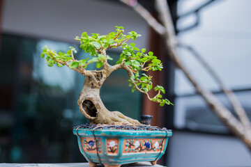 Mini bonsai tree in the flowerpot on bonsai stand a natural background - 507469443