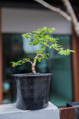 Mini bonsai tree in the flowerpot on bonsai stand a natural background - 507469446