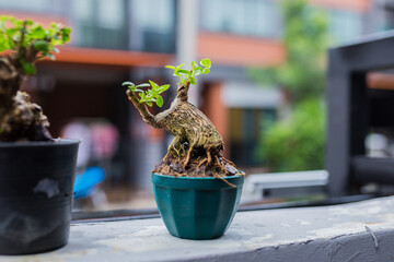 Mini bonsai tree in the flowerpot on bonsai stand a natural background - 507469455