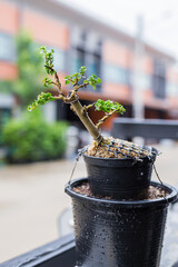 Mini bonsai tree in the flowerpot on bonsai stand a natural background - 507469462