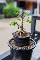 Mini bonsai tree in the flowerpot on bonsai stand a natural background - 507469466