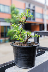 Mini bonsai tree in the flowerpot on bonsai stand a natural background - 507469473