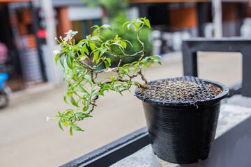 Mini bonsai tree in the flowerpot on bonsai stand a natural background - 507469476