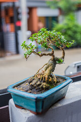 Mini bonsai tree in the flowerpot on bonsai stand a natural background - 507469491