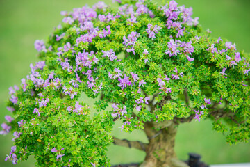 Mini bonsai tree in the flowerpot on bonsai stand a natural background - 507469601