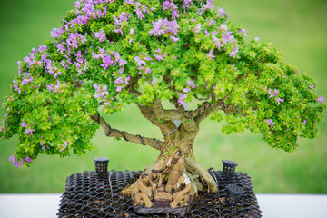 Mini bonsai tree in the flowerpot on bonsai stand a natural background - 507469603