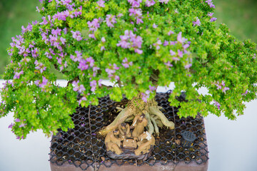 Mini bonsai tree in the flowerpot on bonsai stand a natural background - 507469610