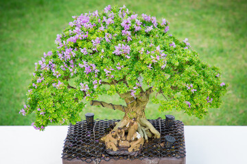 Mini bonsai tree in the flowerpot on bonsai stand a natural background - 507469611